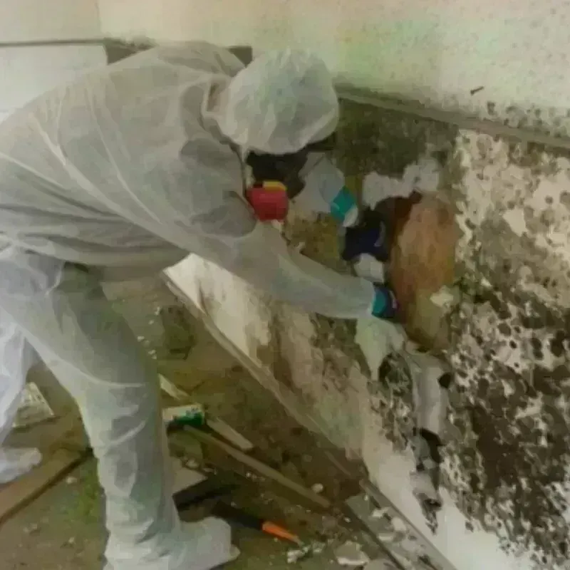 Mold Remediation and Removal in Belmont, MA